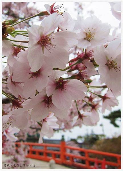 宇治-朝霧橋邊櫻花-3.JPG