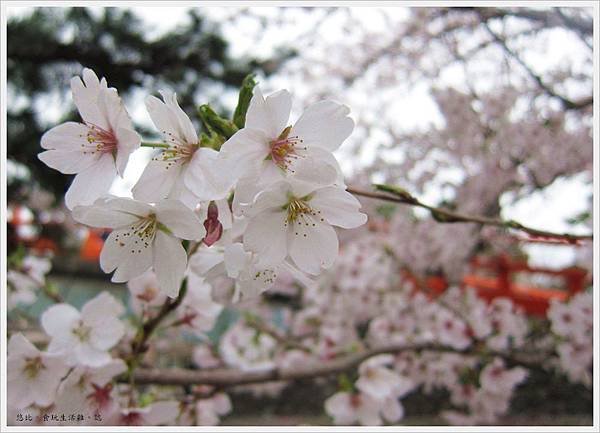 宇治-朝霧橋邊櫻花-4.JPG