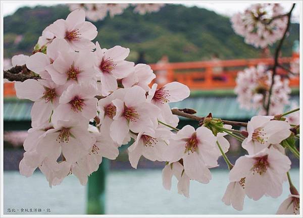 宇治-朝霧橋邊櫻花-5.JPG