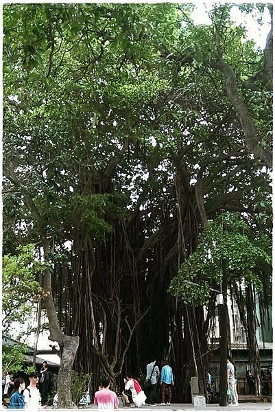 台中文學館-老榕樹