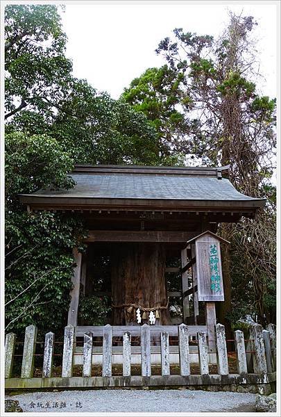 阿蘇神社-第一神杉.JPG