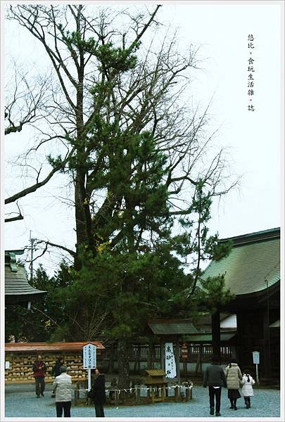 阿蘇神社-結緣之松-1