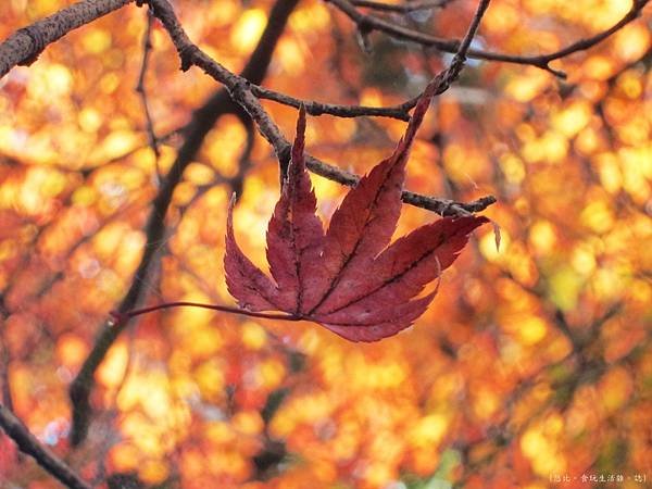 北野天滿宮-御土居-紅葉-2.JPG