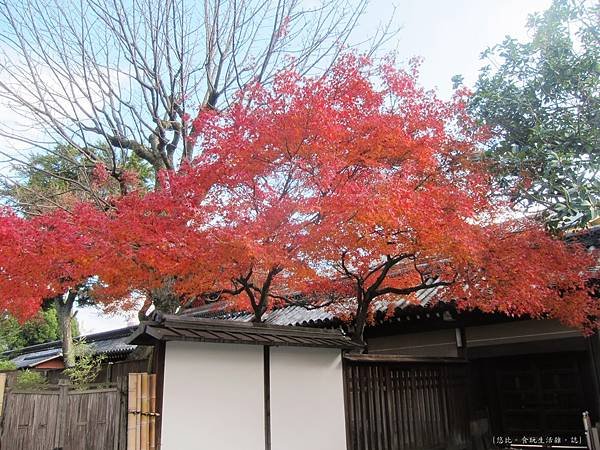 西本願寺-一抹紅葉.JPG