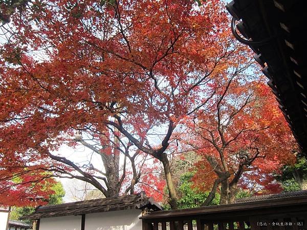 西本願寺-一抹紅葉-1.JPG