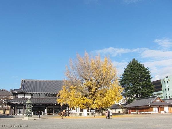 西本願寺-阿彌陀堂前銀杏-2.JPG