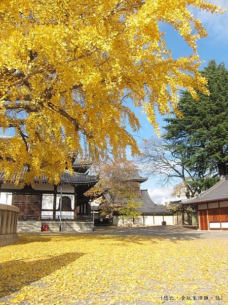 西本願寺-阿彌陀堂前銀杏-4.JPG