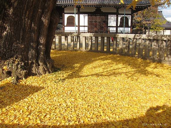 西本願寺-阿彌陀堂前銀杏地毯-1.JPG