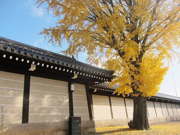 西本願寺-御影堂門銀杏-1.JPG