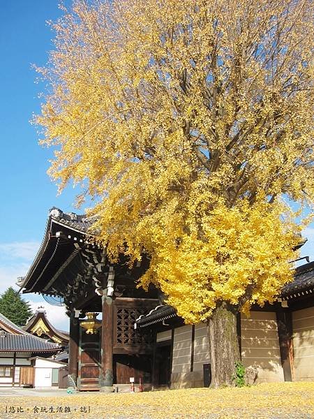 西本願寺-御影堂門銀杏-3.JPG