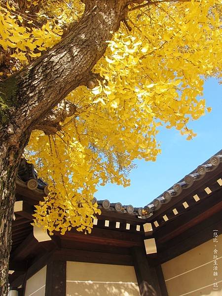 西本願寺-御影堂門銀杏-4.JPG