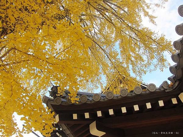 西本願寺-御影堂門銀杏-7.JPG