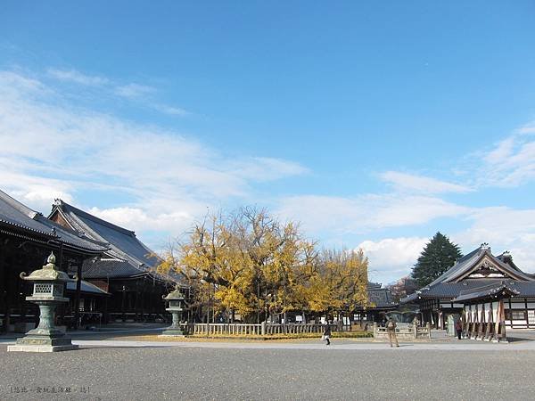 西本願寺-御影堂前大銀杏-1.JPG