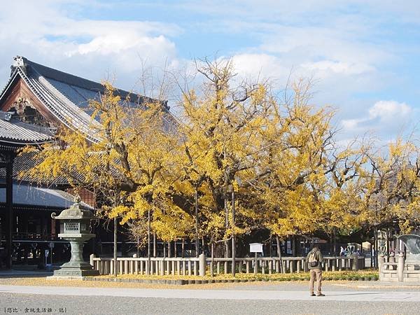 西本願寺-御影堂前大銀杏-2.JPG