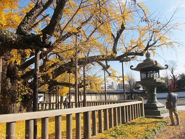 西本願寺-御影堂前大銀杏-3.JPG