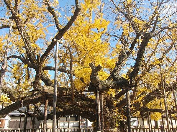 西本願寺-御影堂前大銀杏-4.JPG