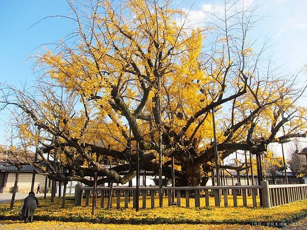 西本願寺-御影堂前大銀杏-5.JPG