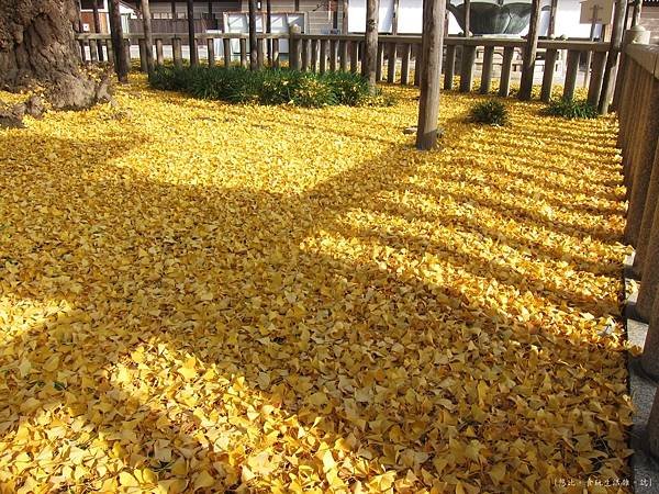 西本願寺-御影堂前銀杏地毯-1.JPG