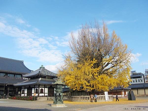 西本願寺-轉輪藏前銀杏-1.JPG