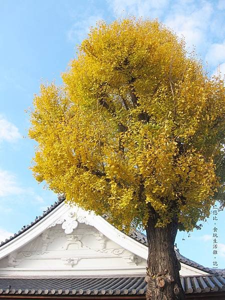 東本願寺-銀杏-2.JPG