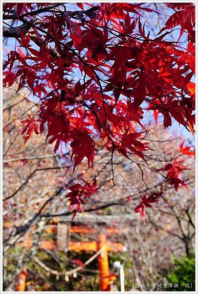 新倉山淺間公園-10-紅葉.JPG