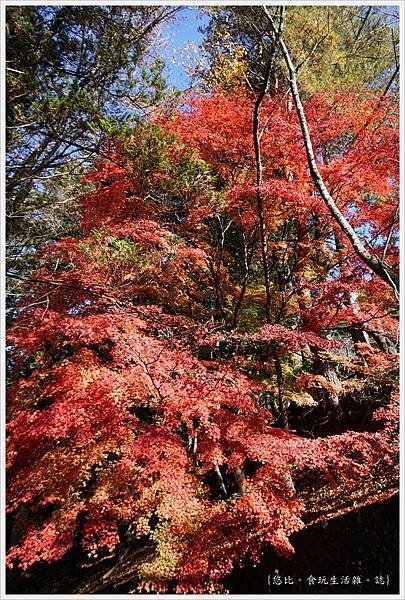 新倉山淺間公園-89-紅葉.JPG