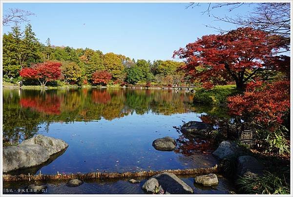 昭和紀念公園-40-日本庭園.JPG