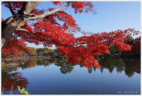 昭和紀念公園-70-日本庭園.JPG