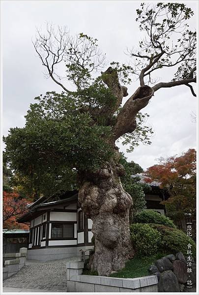 鎌倉-142-長谷寺.JPG