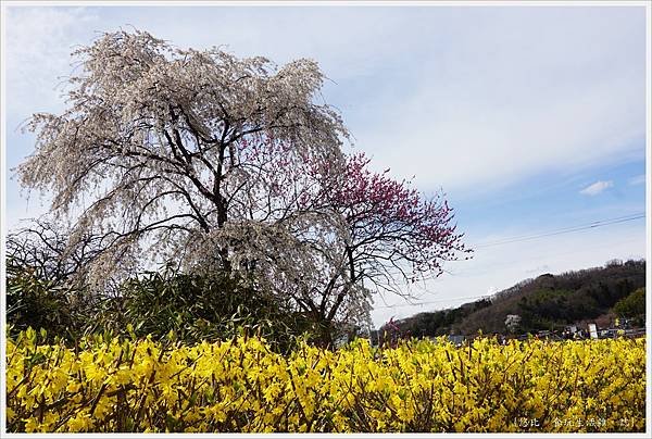 花見山-3.JPG