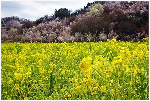 花見山-11.JPG