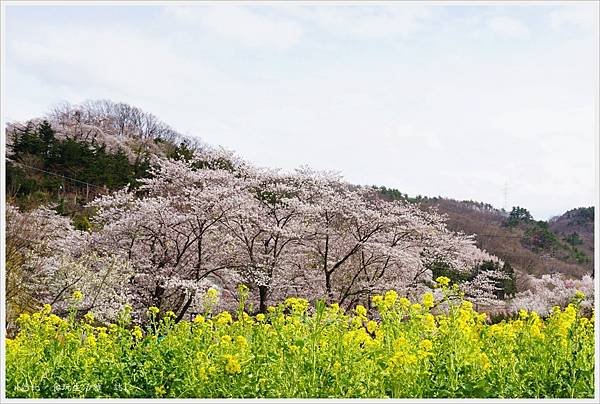 花見山-10.JPG