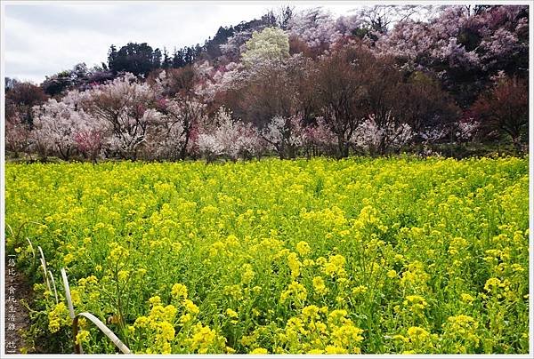 花見山-12.JPG