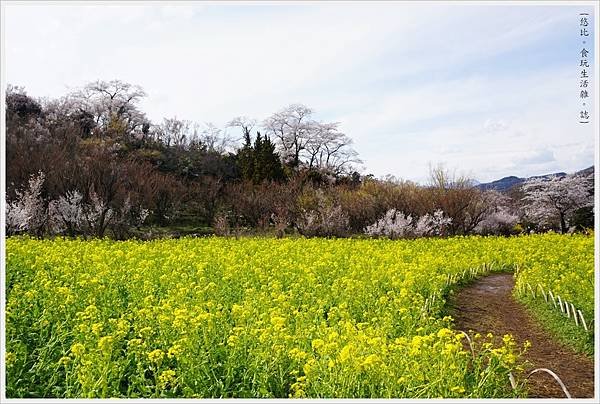 花見山-14.JPG