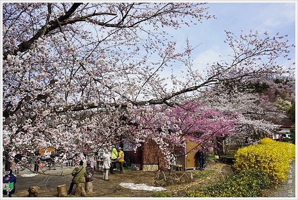 花見山-17.JPG