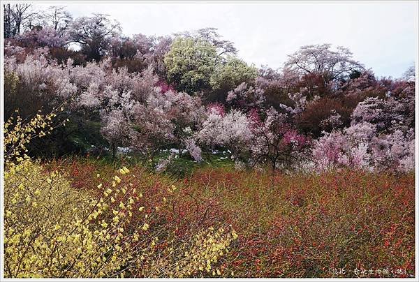 花見山-19.JPG