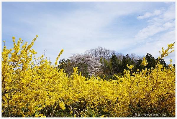 花見山-34.JPG