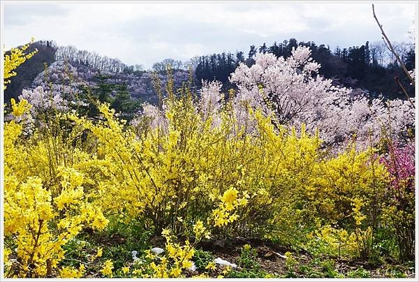 花見山-37.JPG