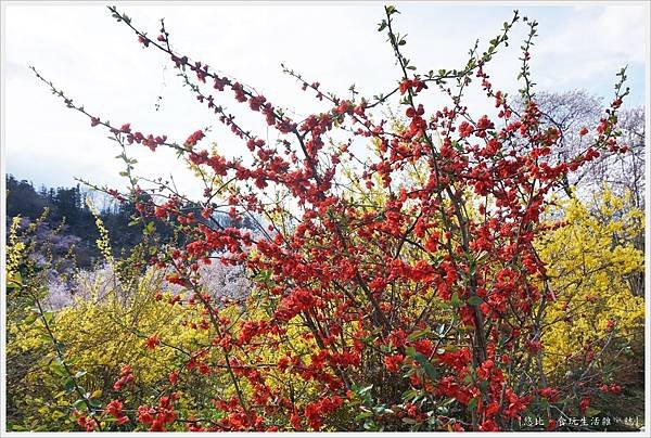 花見山-40-木瓜花.JPG