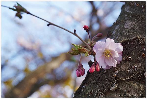 花見山-68.JPG