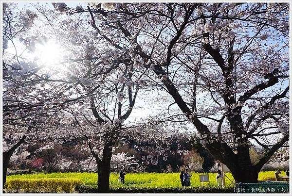 花見山-100.JPG