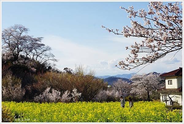 花見山-101.JPG