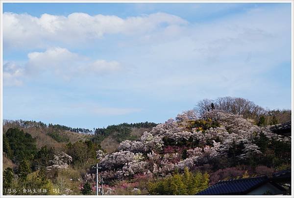 花見山-109.JPG