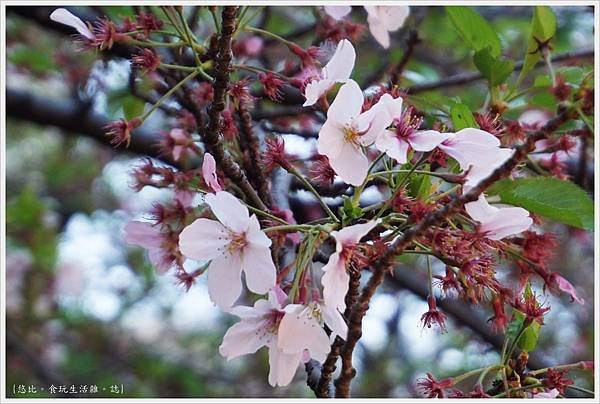 目黑川-4-櫻花.JPG