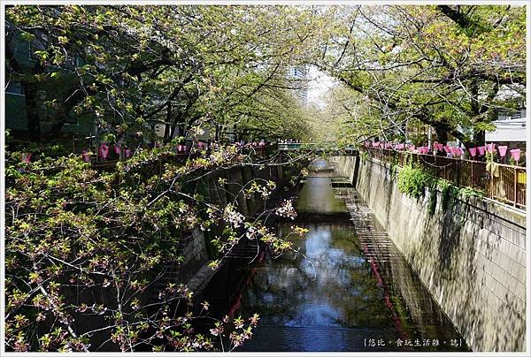 目黑川-10-櫻花.JPG