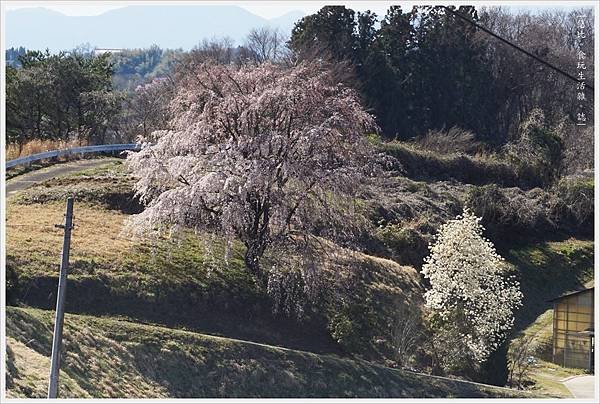 三春瀧櫻-67.JPG