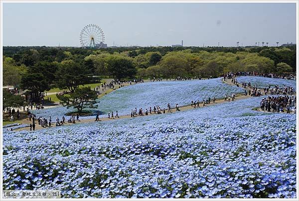 國營日立海濱公園-13.JPG