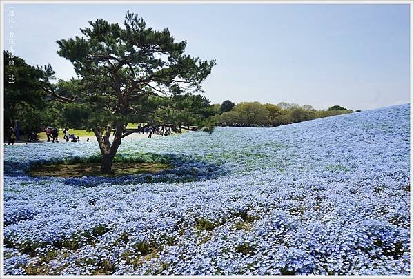 國營日立海濱公園-60.JPG