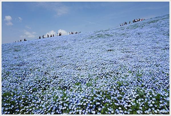 國營日立海濱公園-61.JPG