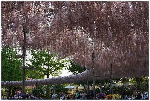 足利花卉公園-10.JPG